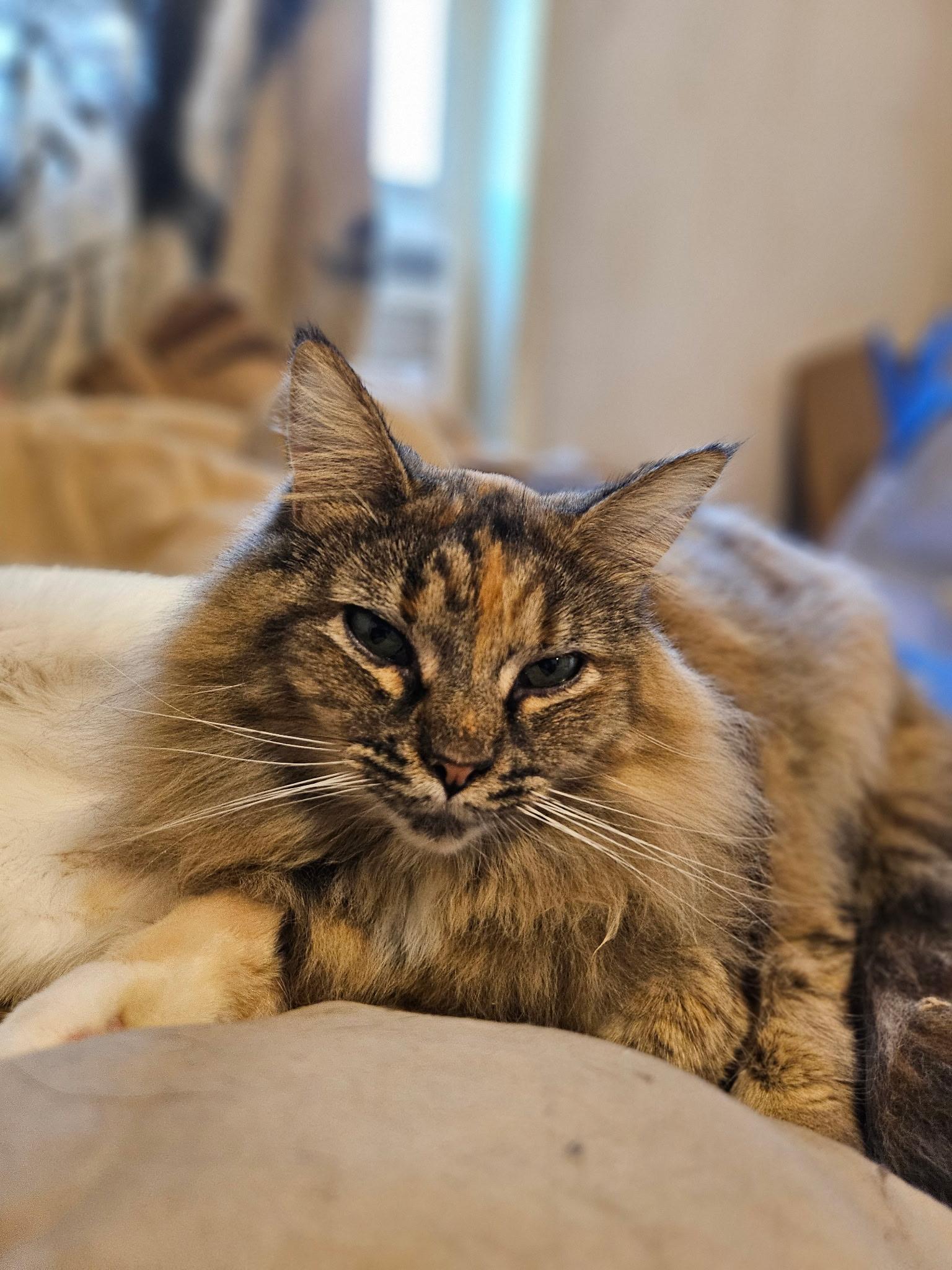 Enlarge Maggie, a ADOPTABLE Domestic Medium Hair in Portland, OR image 3/3