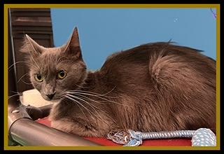 CYAN, Adoptable, Adult Female Domestic Short Hair.