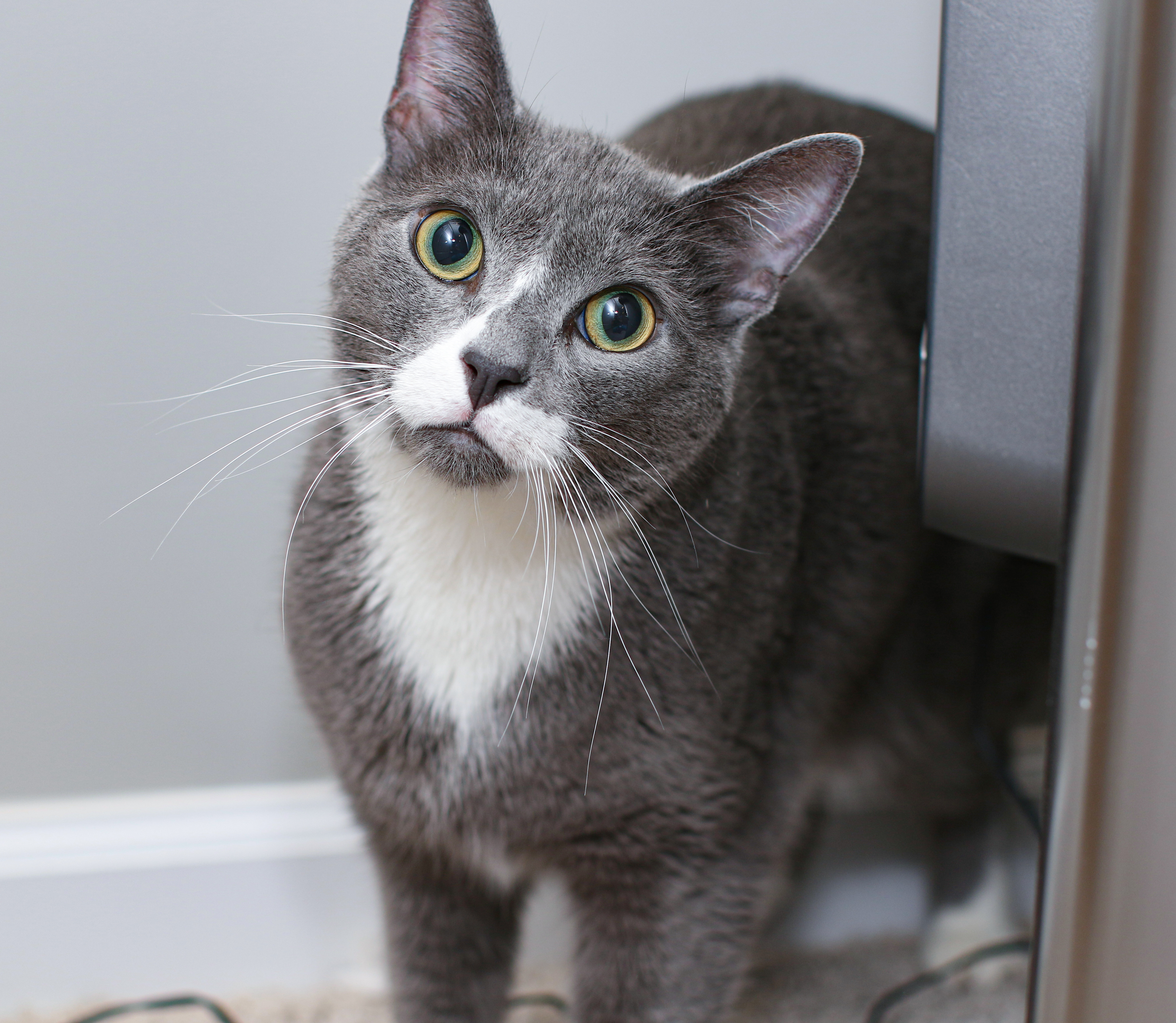 Enlarge Eli, a Adoptable Domestic Short Hair in Charlotte, NC image 8/10