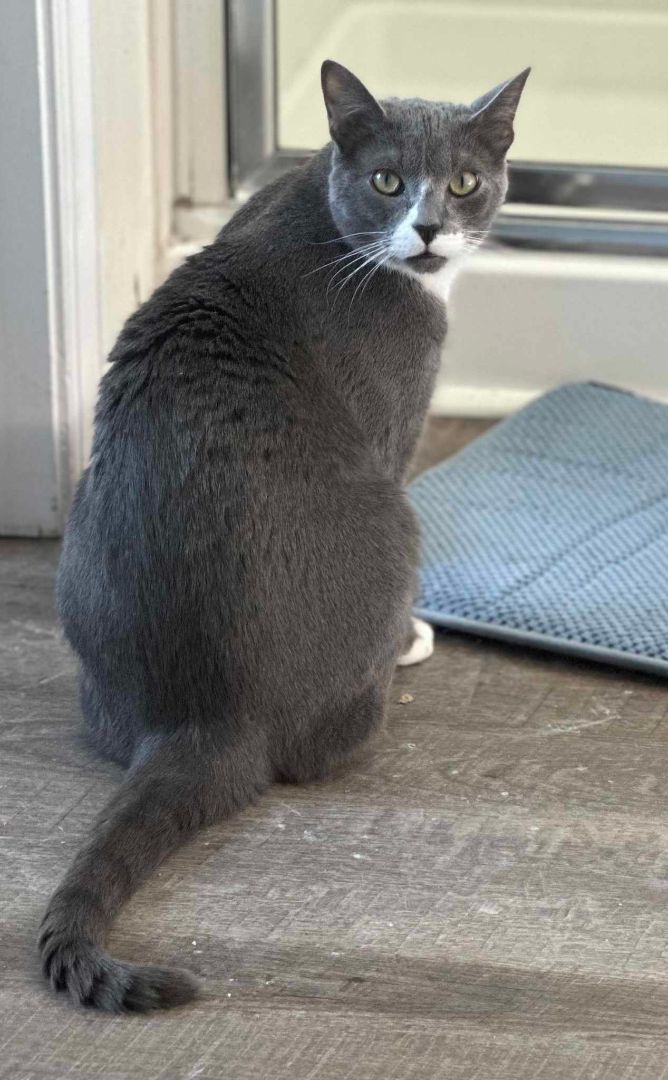 Enlarge Eli, a Adoptable Domestic Short Hair in Charlotte, NC image 9/10