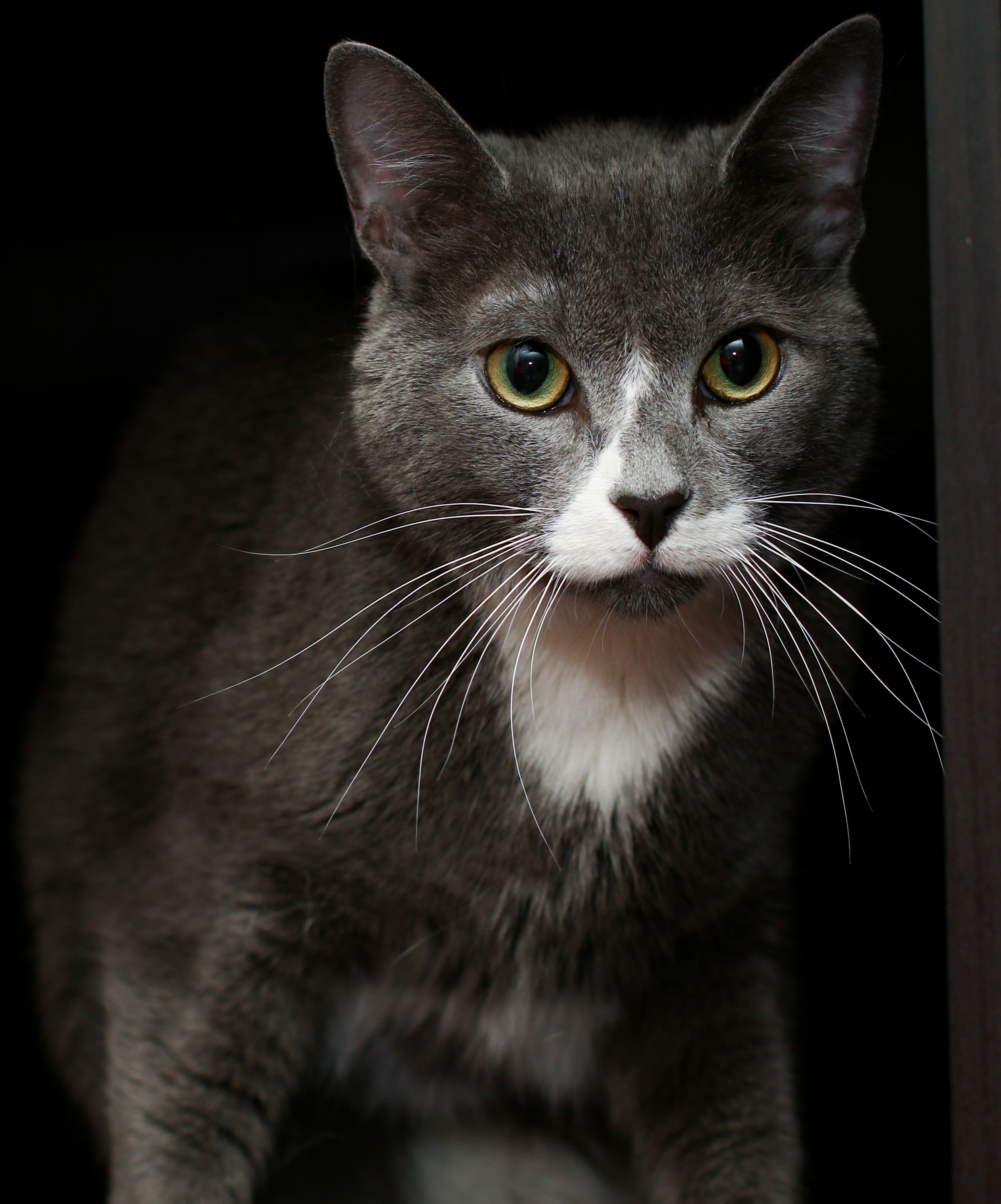 Eli, a Adoptable Domestic Short Hair in Charlotte, NC image 1/10