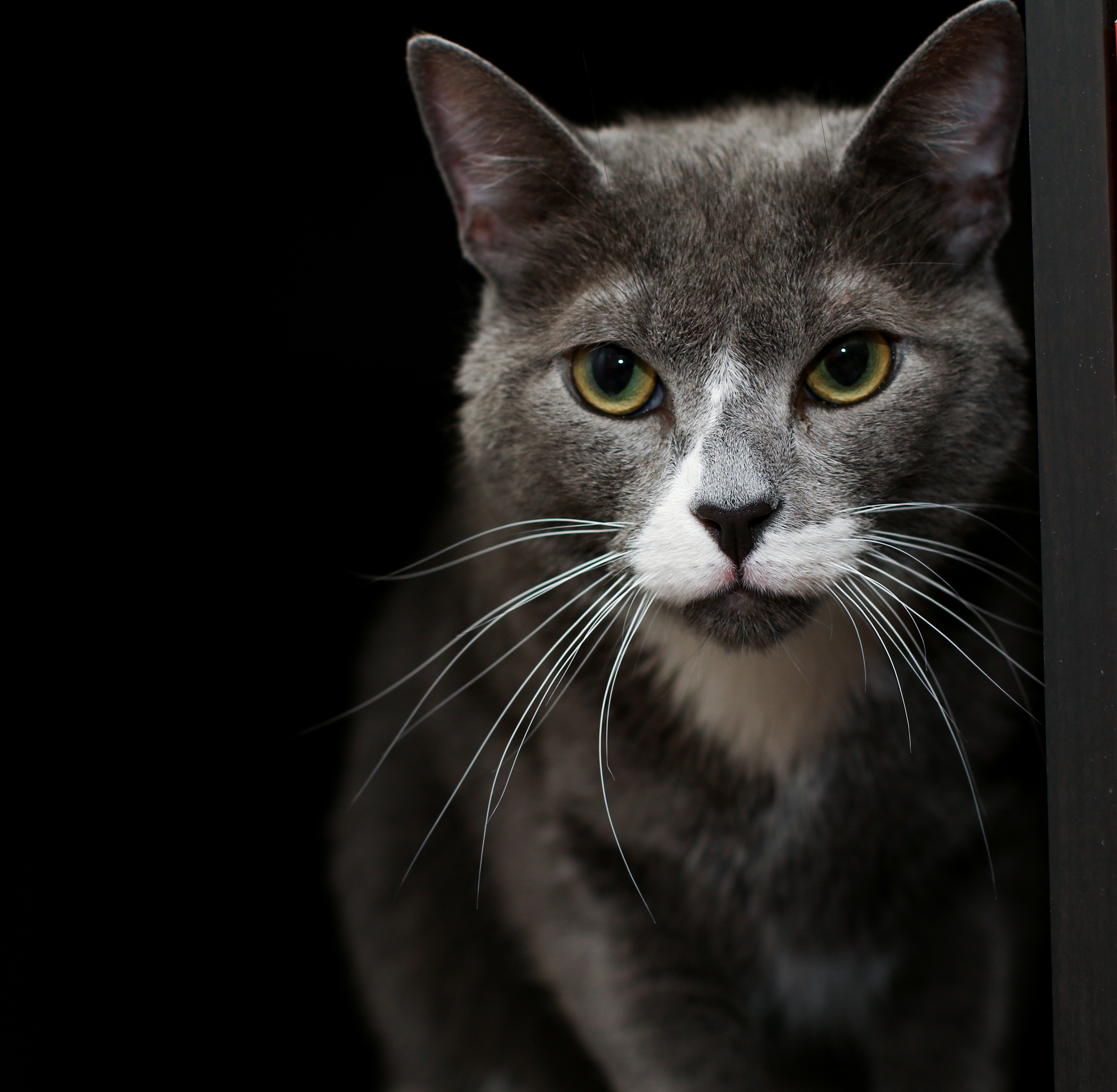 Enlarge Eli, a Adoptable Domestic Short Hair in Charlotte, NC image 7/10