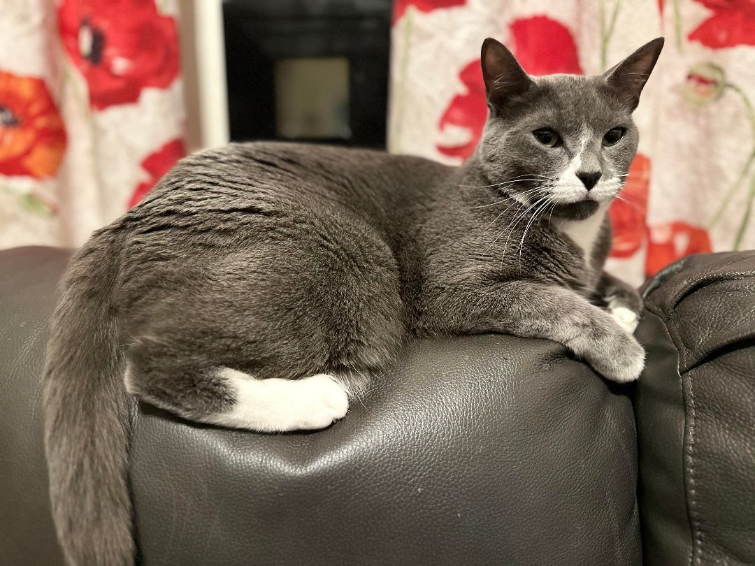 Enlarge Eli, a Adoptable Domestic Short Hair in Charlotte, NC image 10/10