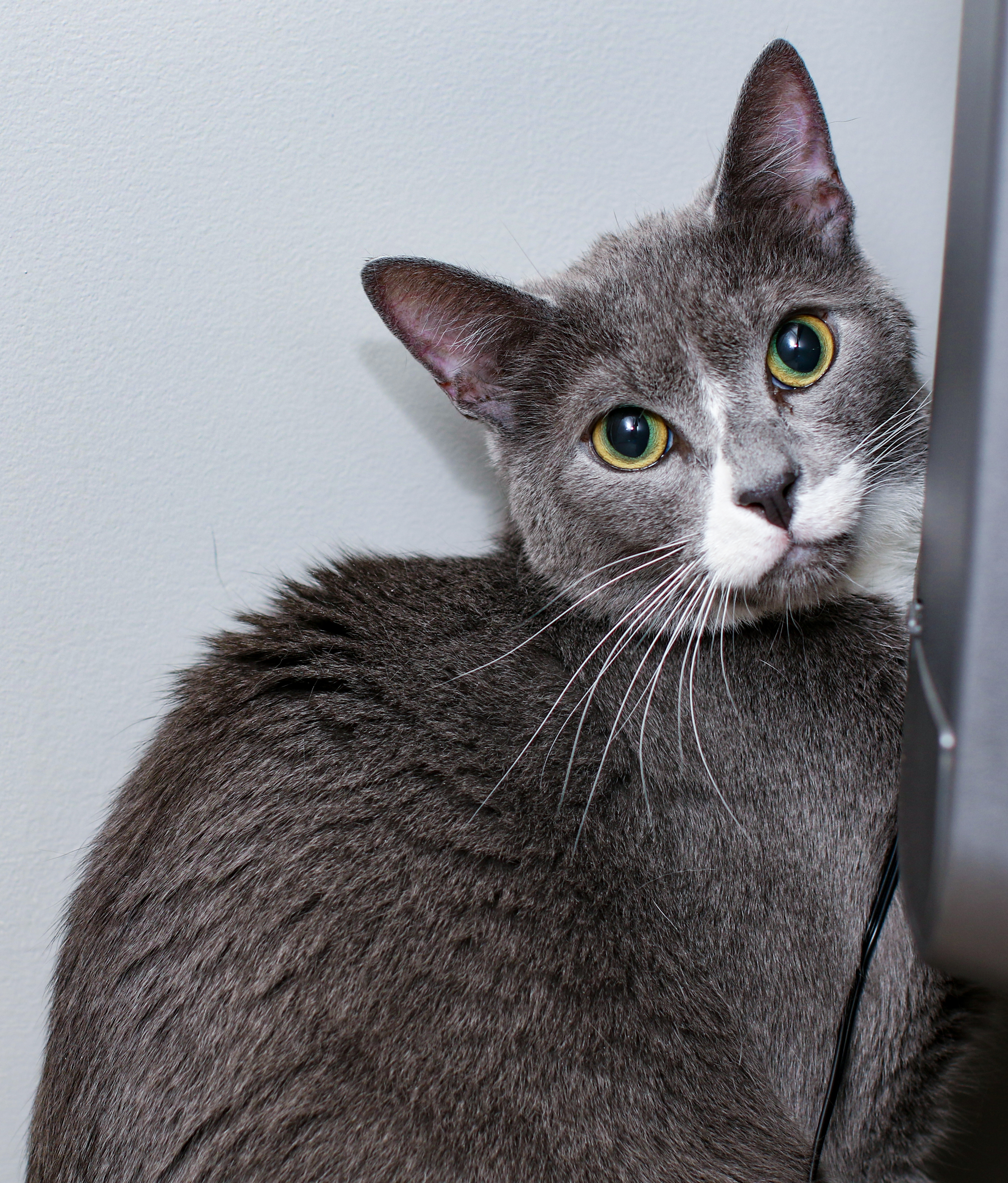 Eli, a Adoptable Domestic Short Hair in Charlotte, NC image 6/10