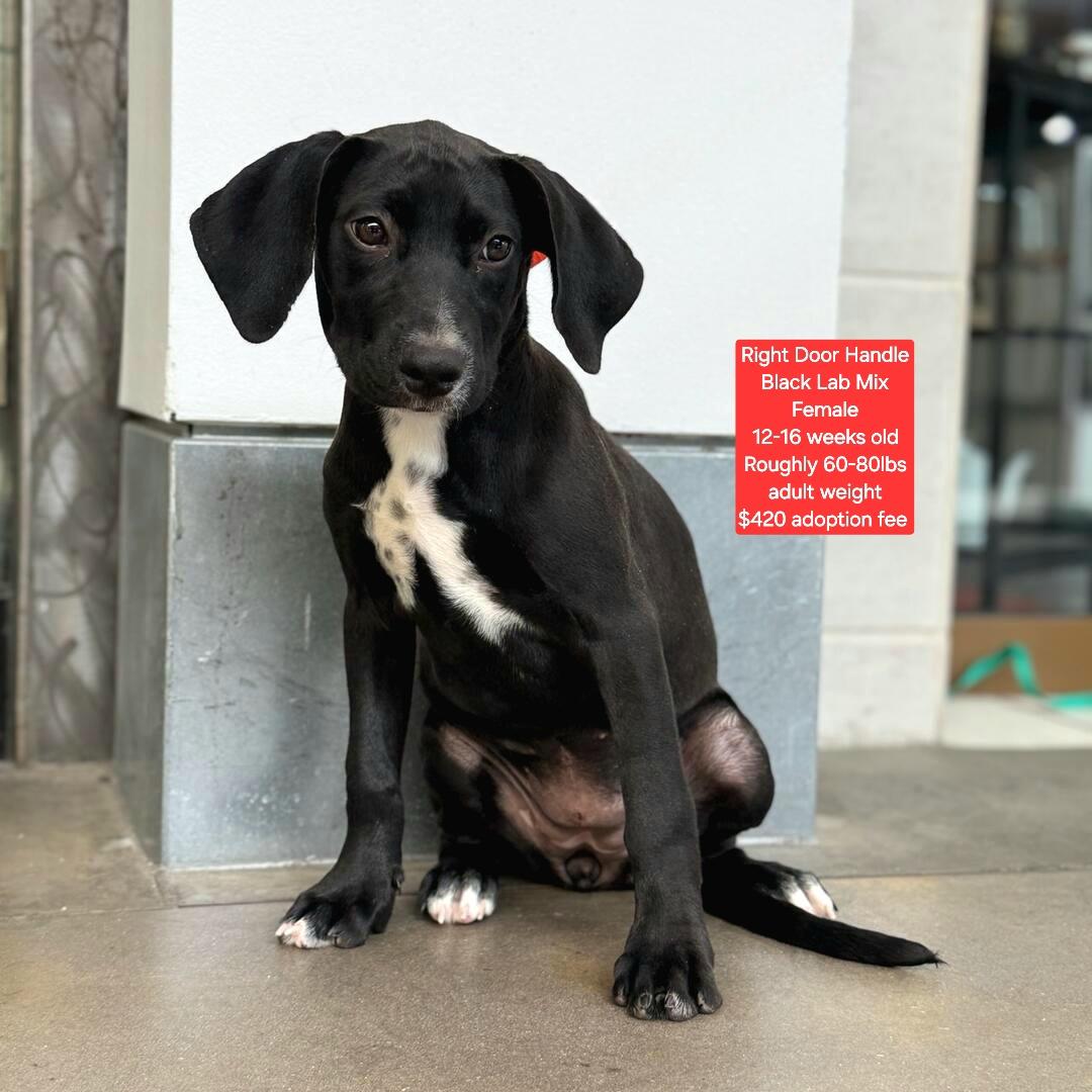 Right Door Handle, Adoptable, Puppy Female Black Labrador Retriever.
