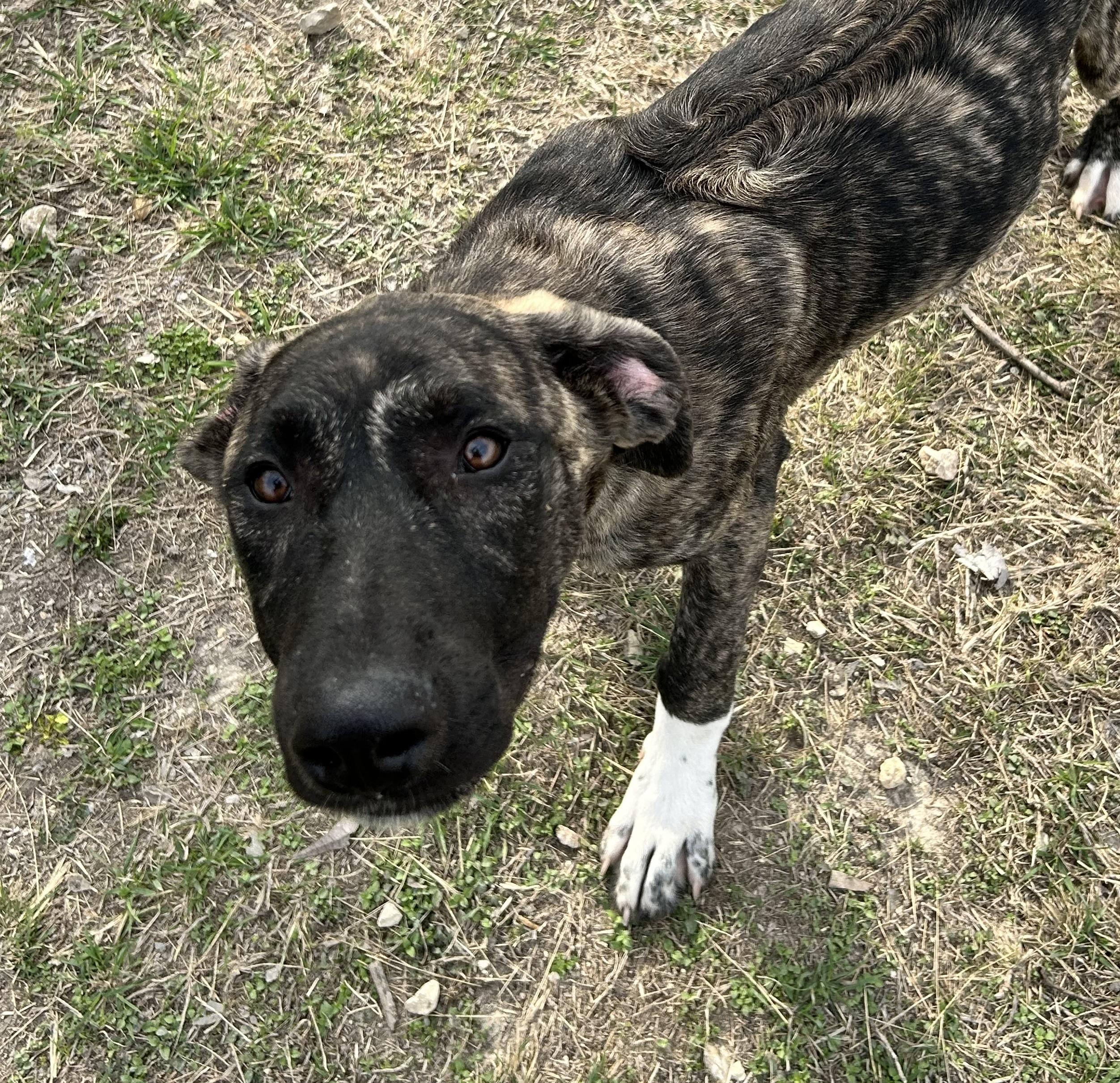 Spur, ADOPTABLE, Young Male Great Dane.