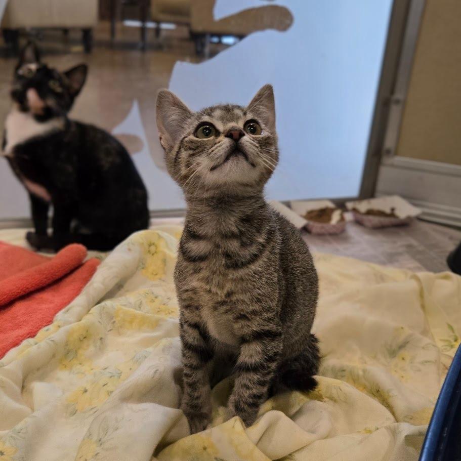 Buttercup, a Adoptable Domestic Short Hair in Douglasville, GA image 1/5