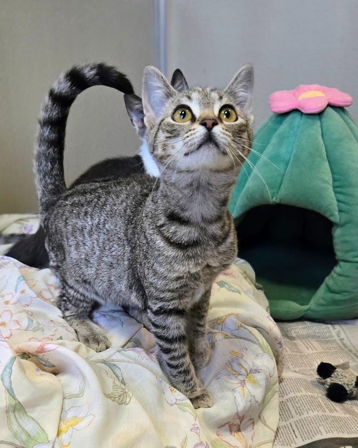 Buttercup, a Adoptable Domestic Short Hair in Douglasville, GA image 2/5