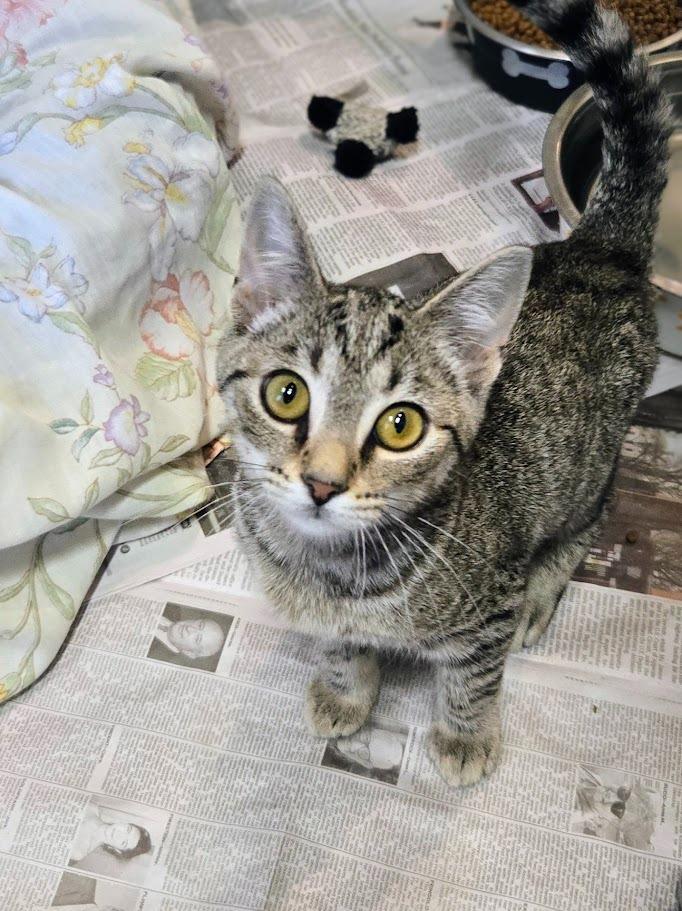 Buttercup, a Adoptable Domestic Short Hair in Douglasville, GA image 3/5