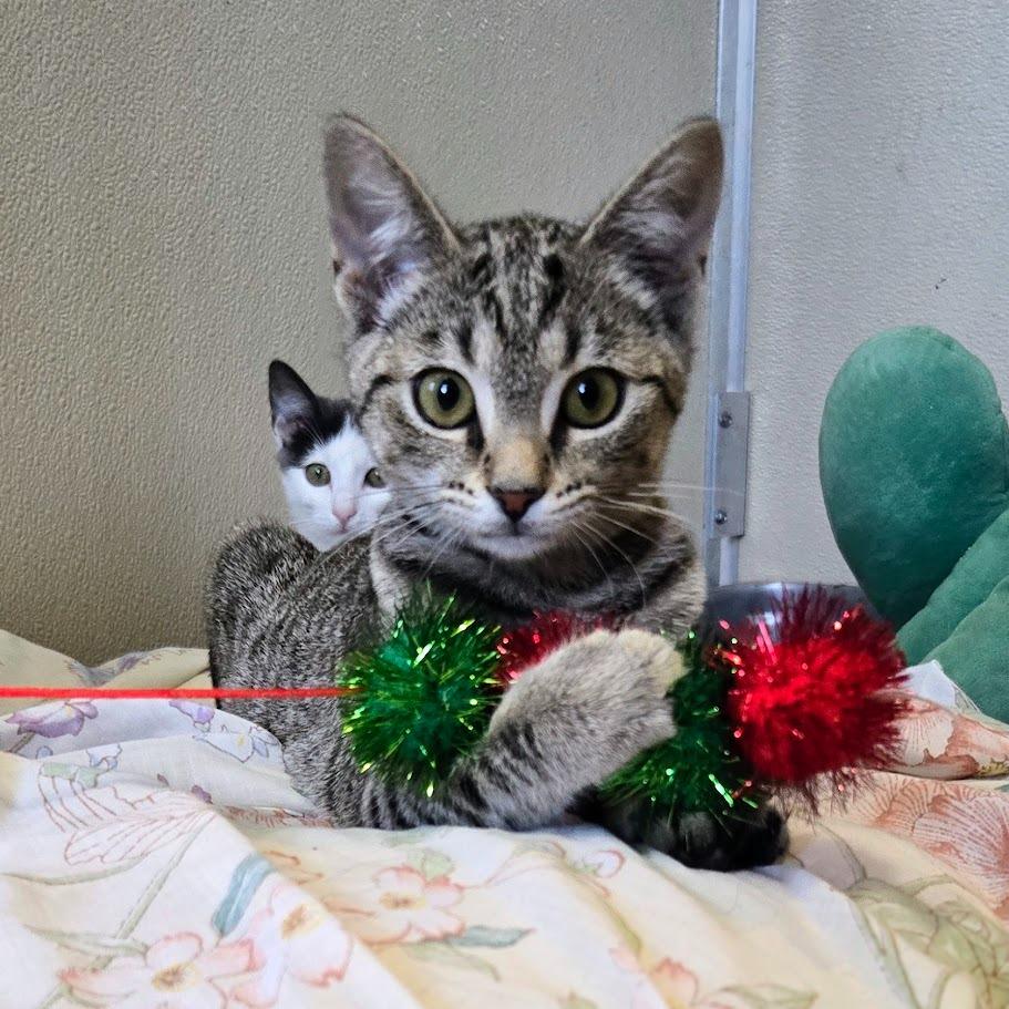 Buttercup, a Adoptable Domestic Short Hair in Douglasville, GA image 5/5