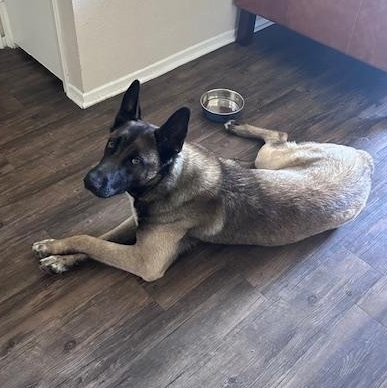 Deuce, a ADOPTABLE Belgian Shepherd / Malinois in Agua Dulce, CA image 2/4