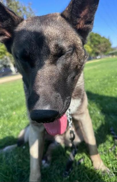 Deuce, a ADOPTABLE Belgian Shepherd / Malinois in Agua Dulce, CA image 4/4