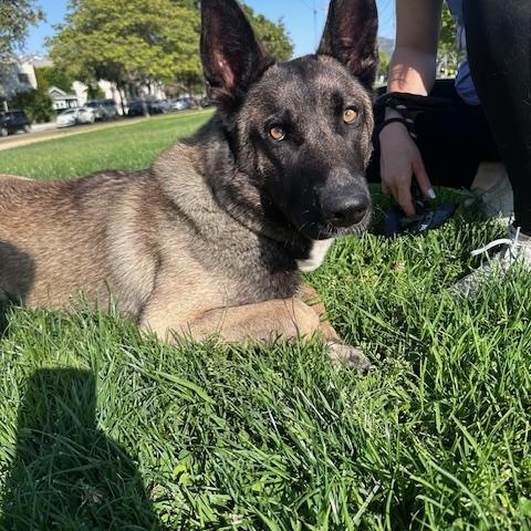 Deuce, ADOPTABLE, Young Male Belgian Shepherd / Malinois.