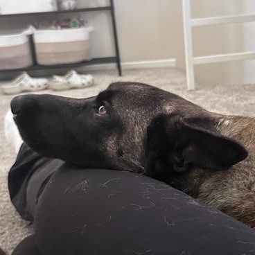 Deuce, a ADOPTABLE Belgian Shepherd / Malinois in Agua Dulce, CA image 3/4