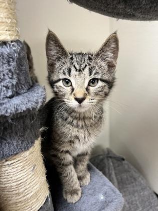Puck 52611, adopted, Kitten Male Domestic Short Hair.
