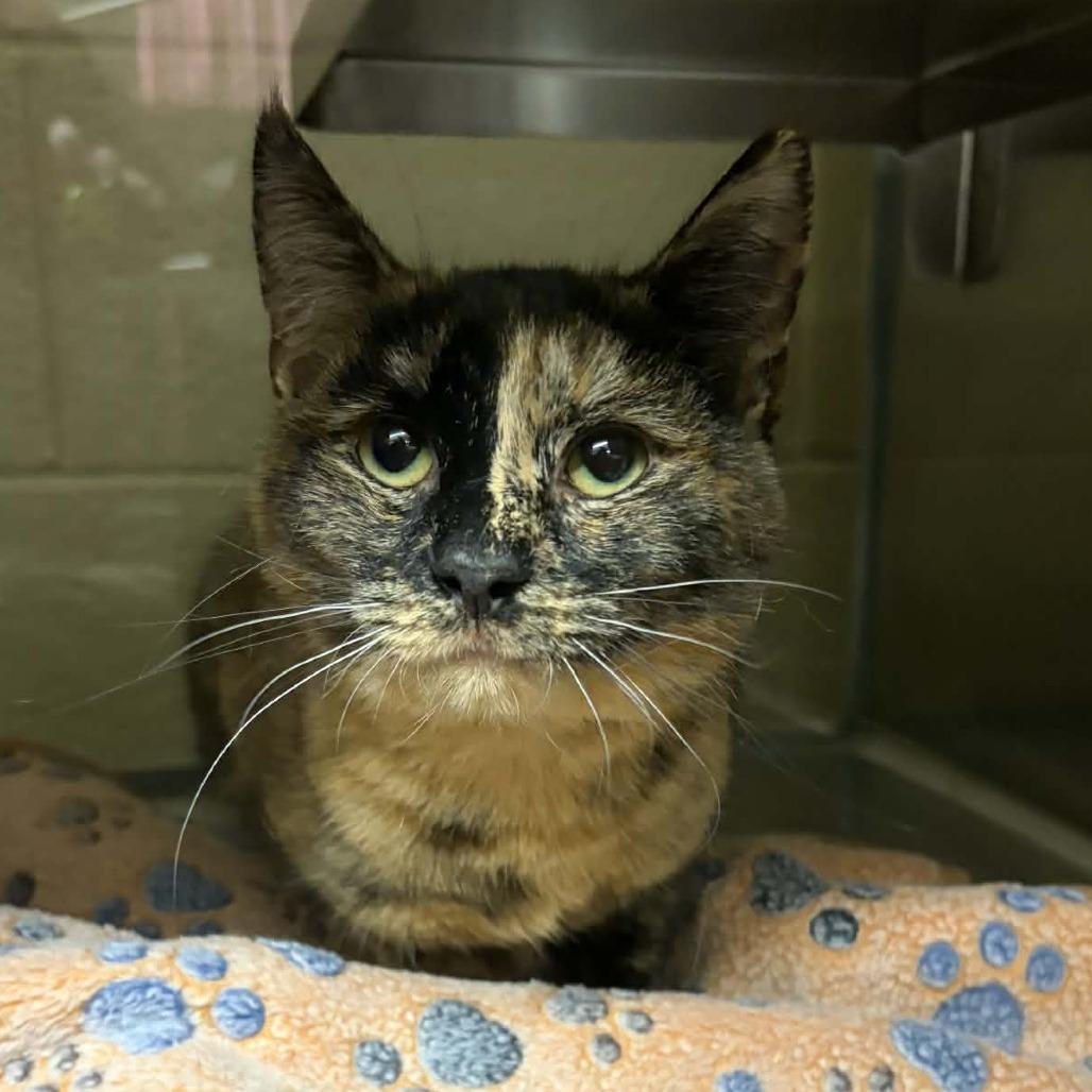 Enlarge Amelia, a Adoptable Domestic Short Hair in Concord, NC image 1/2