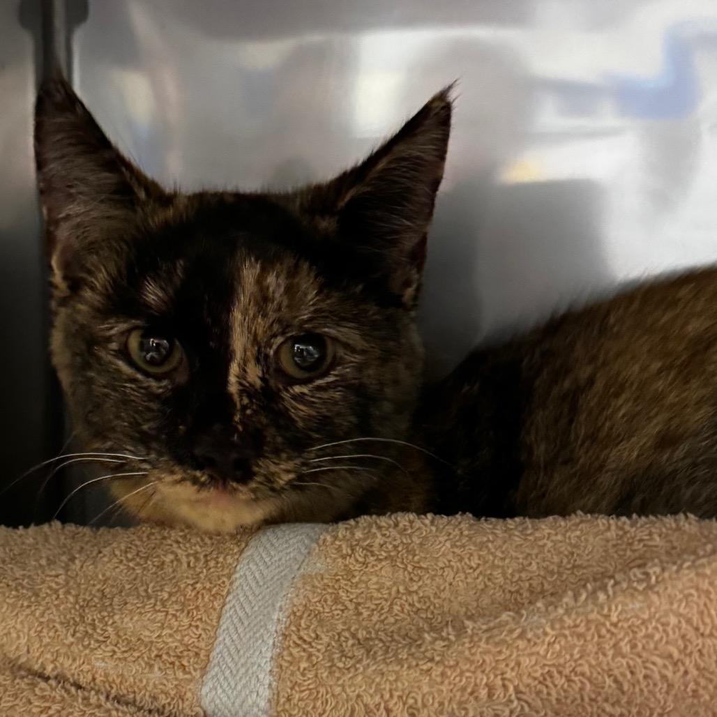 Enlarge Amelia, a Adoptable Domestic Short Hair in Concord, NC image 2/2