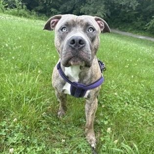 Enlarge Benton Crosslisted, a Adoptable Pit Bull Terrier in Kansas City, MO image 1/1
