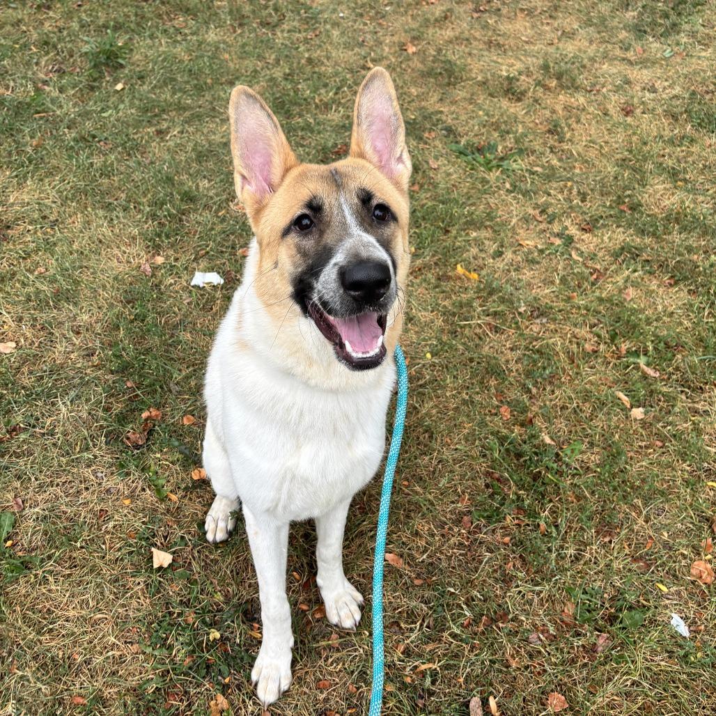 Kristi, Adoptable, Young Female Mixed Breed.