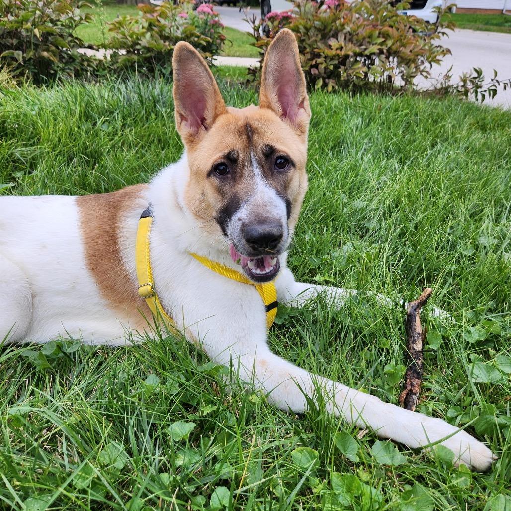 Enlarge Kristi, a Adoptable Mixed Breed in Skokie, IL image 2/6