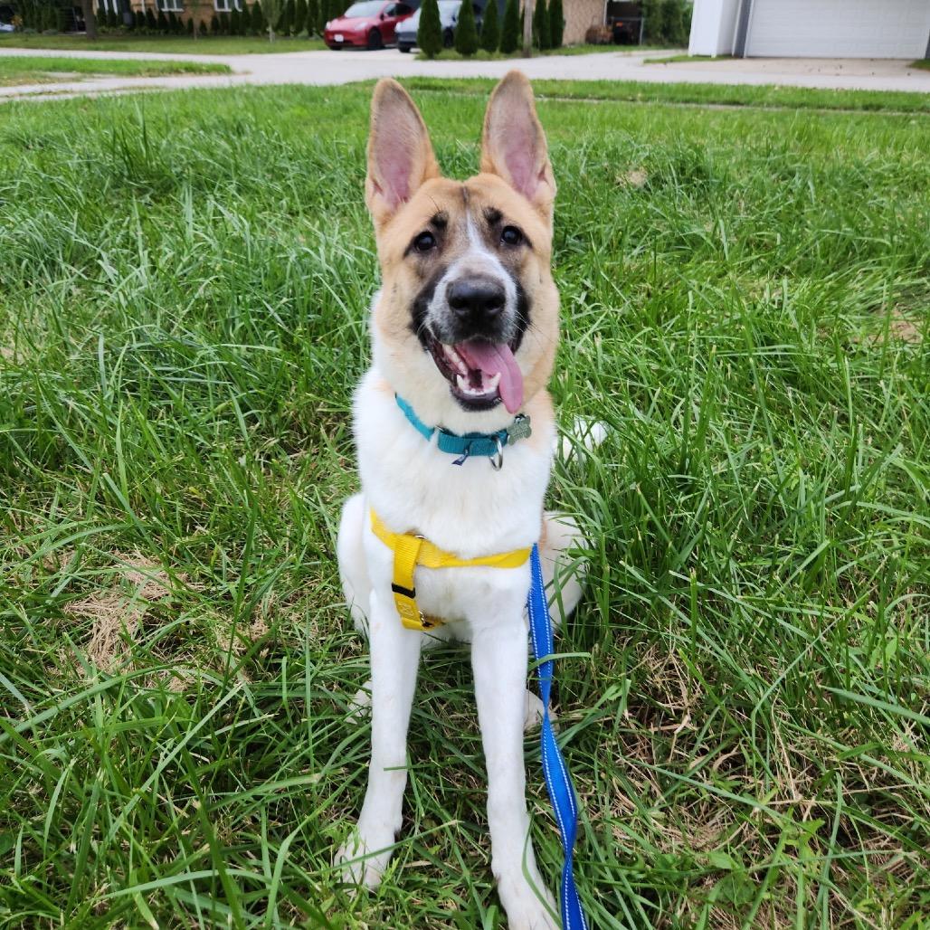Enlarge Kristi, a Adoptable Mixed Breed in Skokie, IL image 3/6