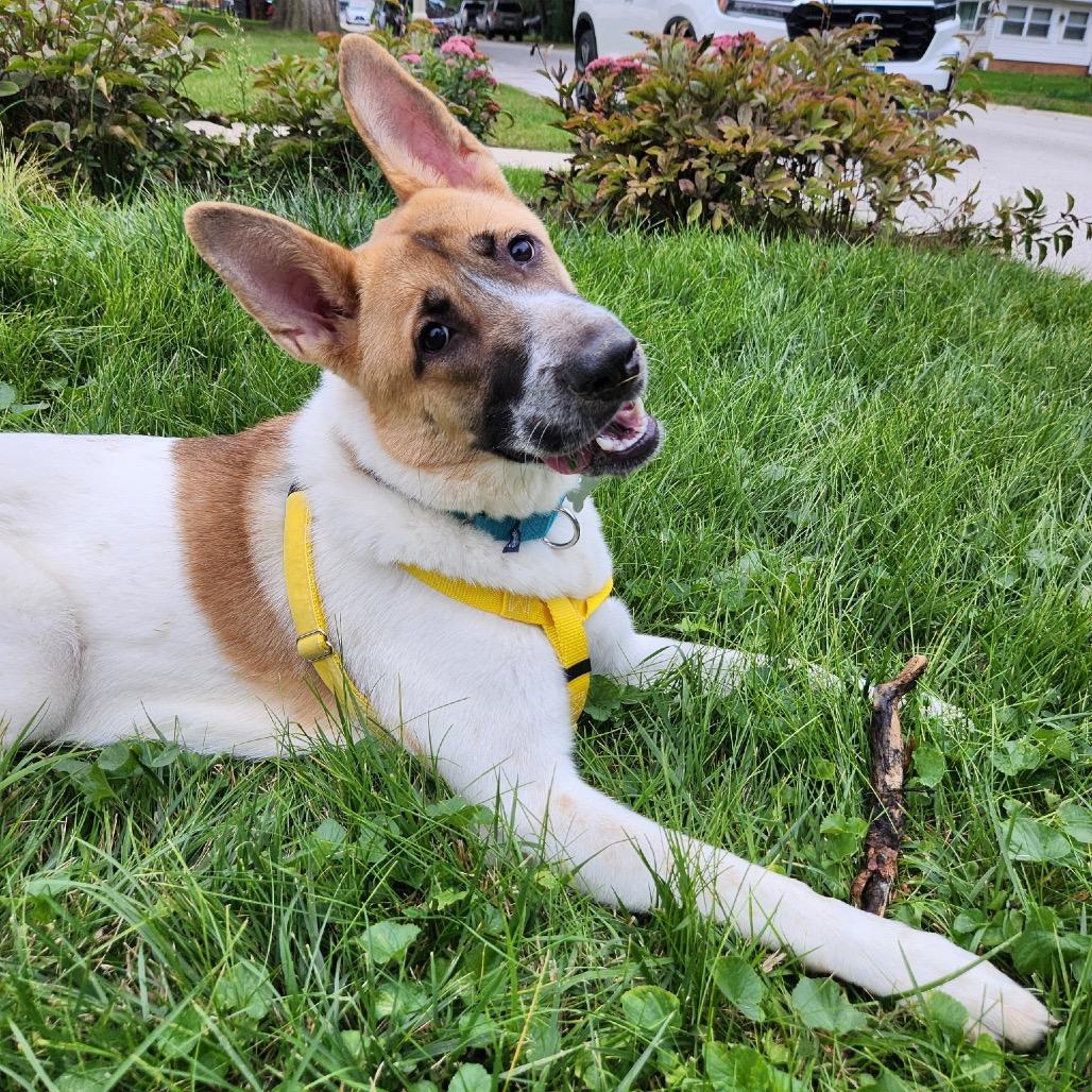 Enlarge Kristi, a Adoptable Mixed Breed in Skokie, IL image 4/6
