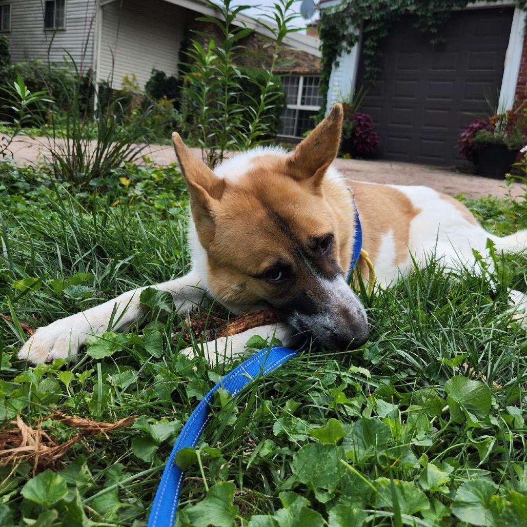 Enlarge Kristi, a Adoptable Mixed Breed in Skokie, IL image 5/6