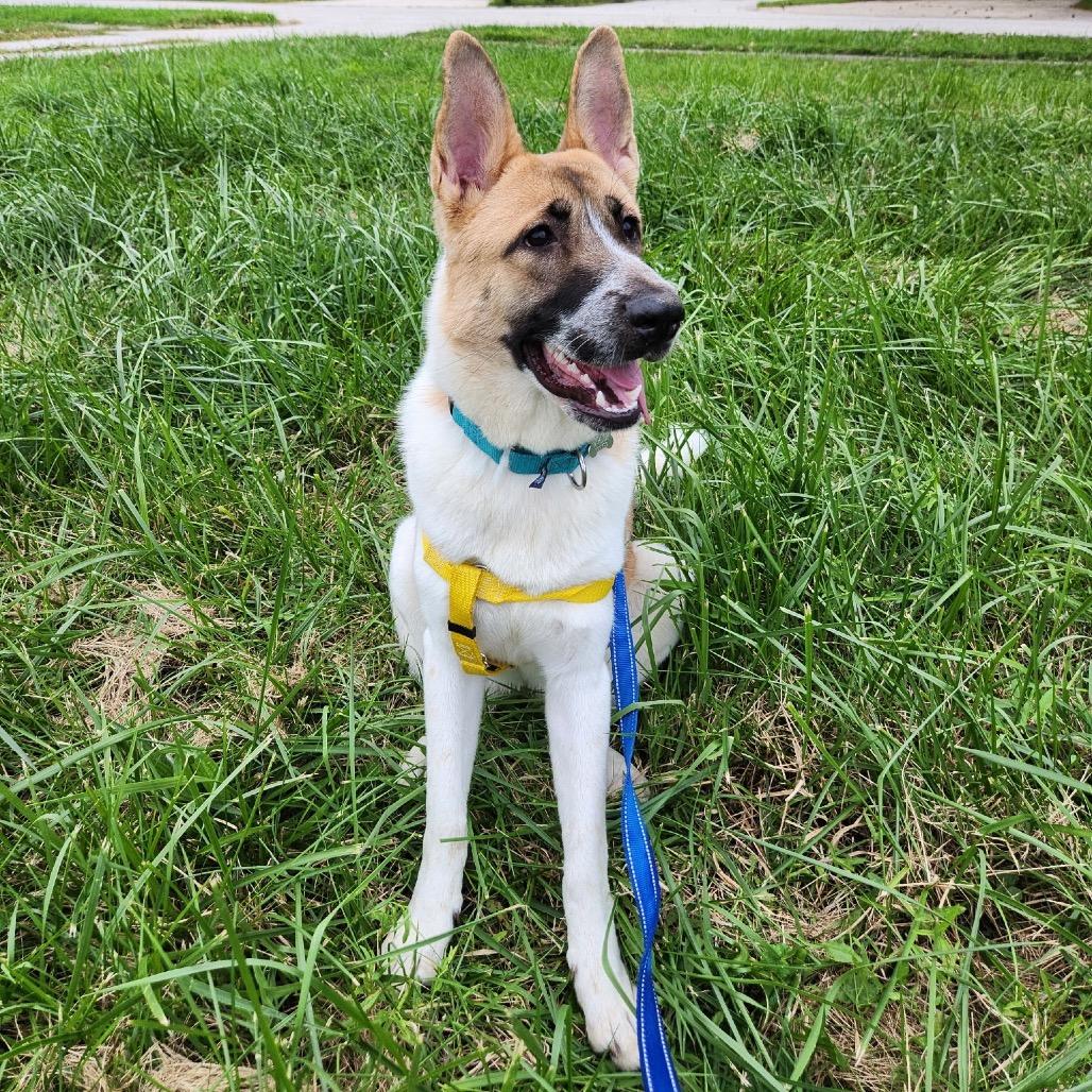 Enlarge Kristi, a Adoptable Mixed Breed in Skokie, IL image 6/6