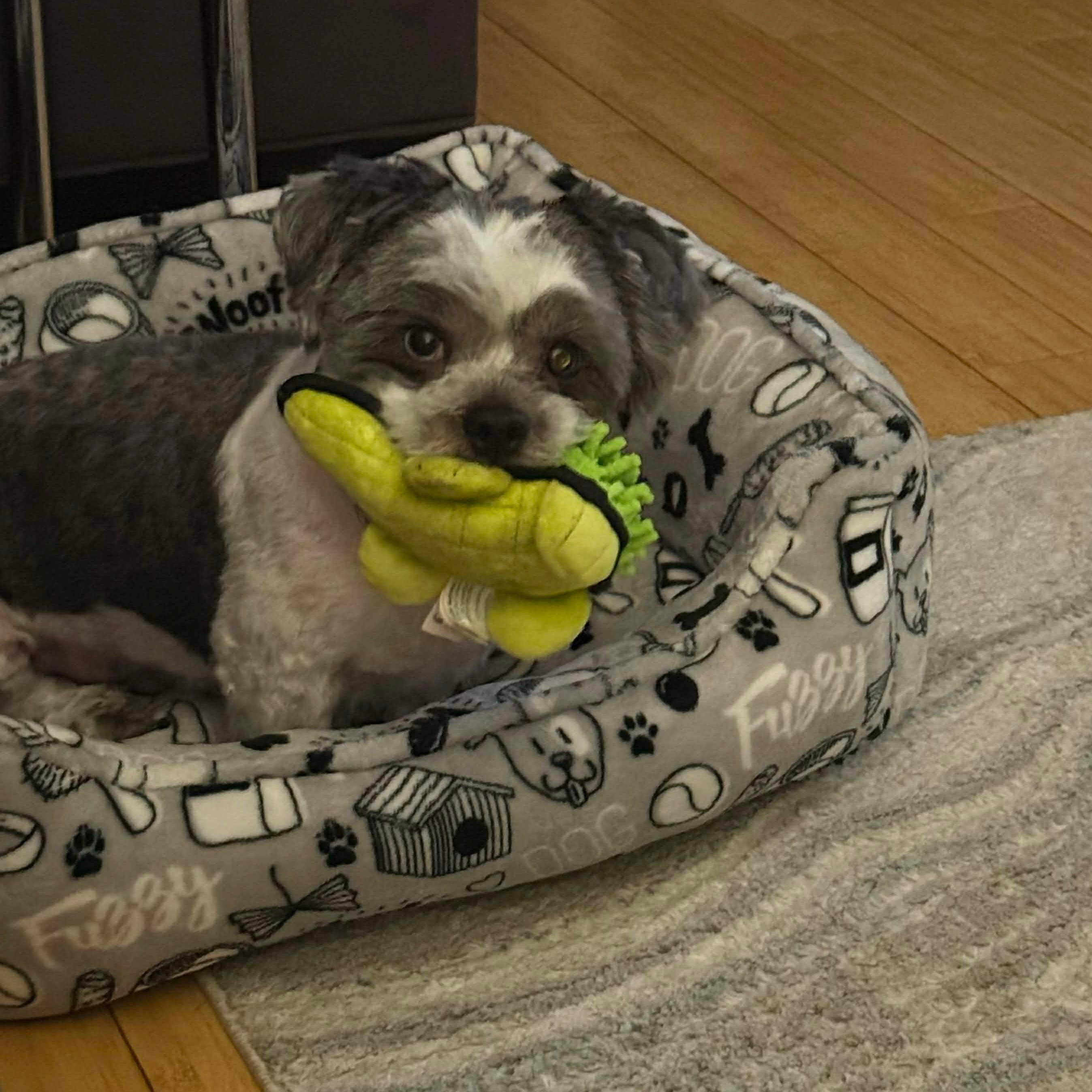 Enlarge Skye, a ADOPTABLE Shih Tzu in West Haven, CT image 2/5