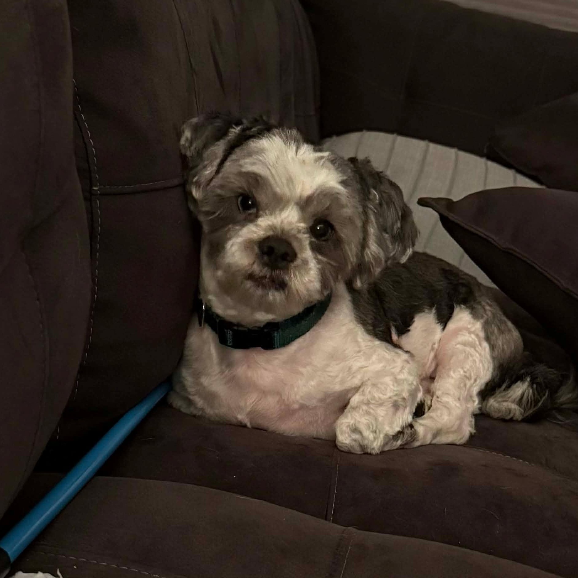 Enlarge Skye, a ADOPTABLE Shih Tzu in West Haven, CT image 3/5