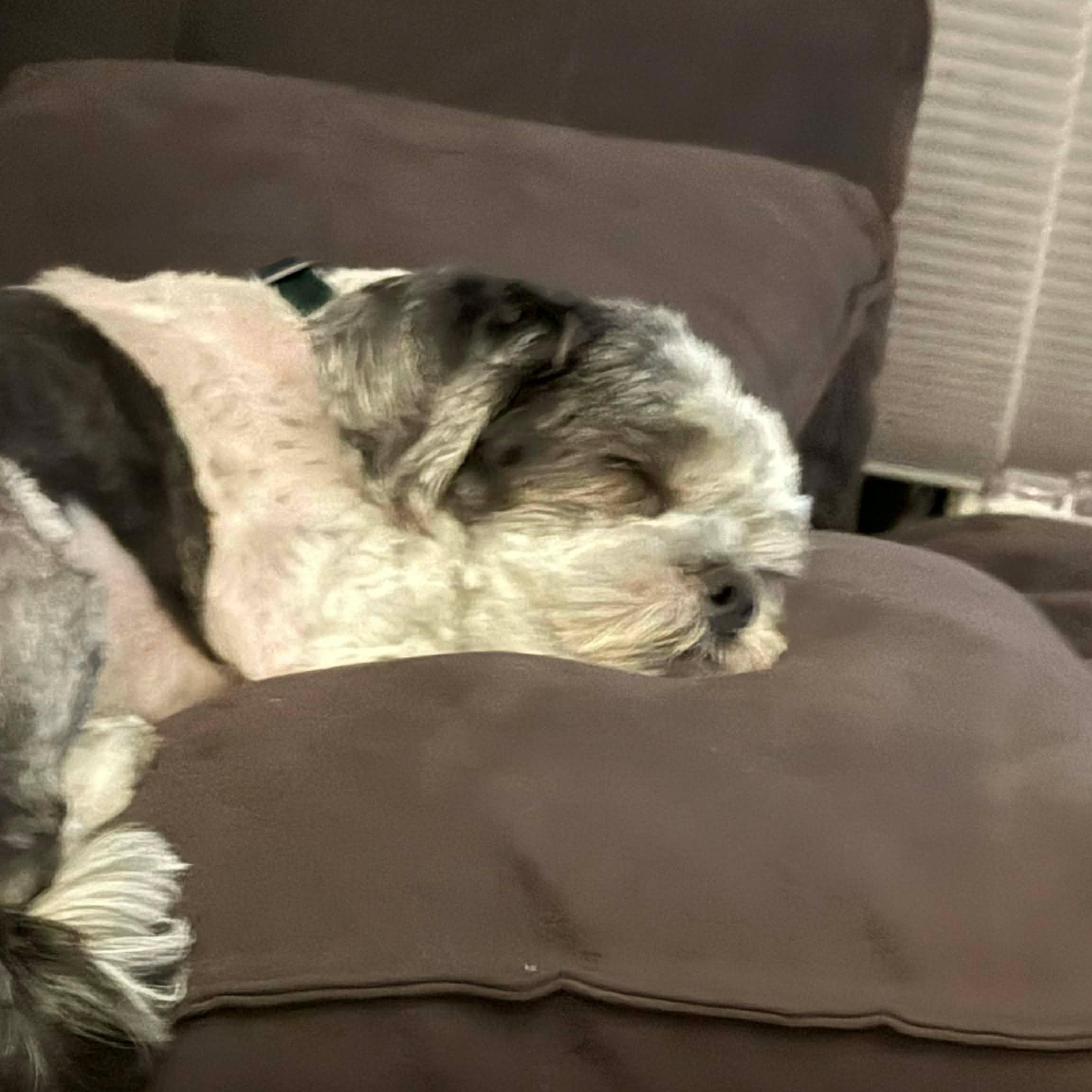 Enlarge Skye, a ADOPTABLE Shih Tzu in West Haven, CT image 4/5