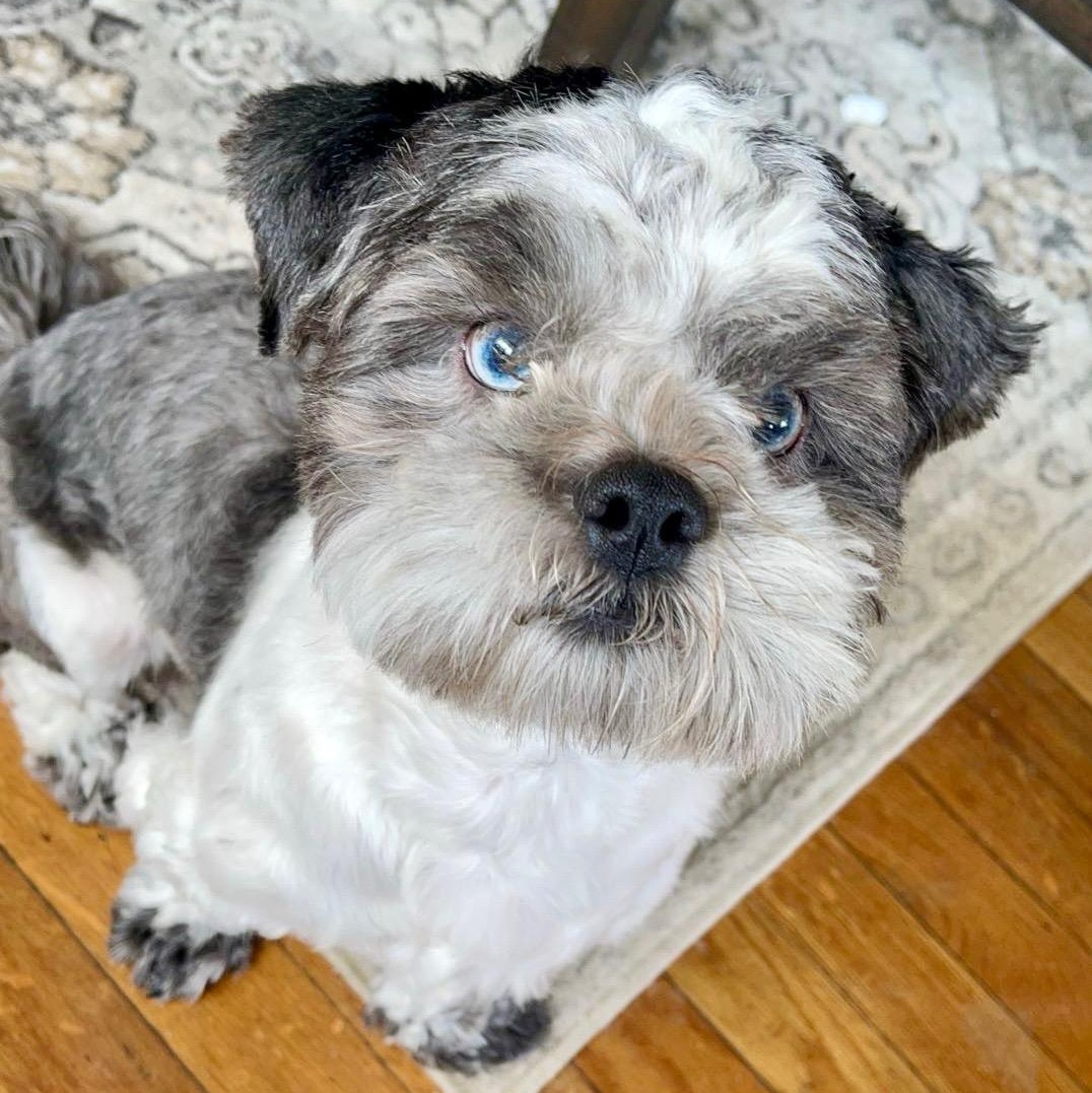 Enlarge Skye, a ADOPTABLE Shih Tzu in West Haven, CT image 1/5