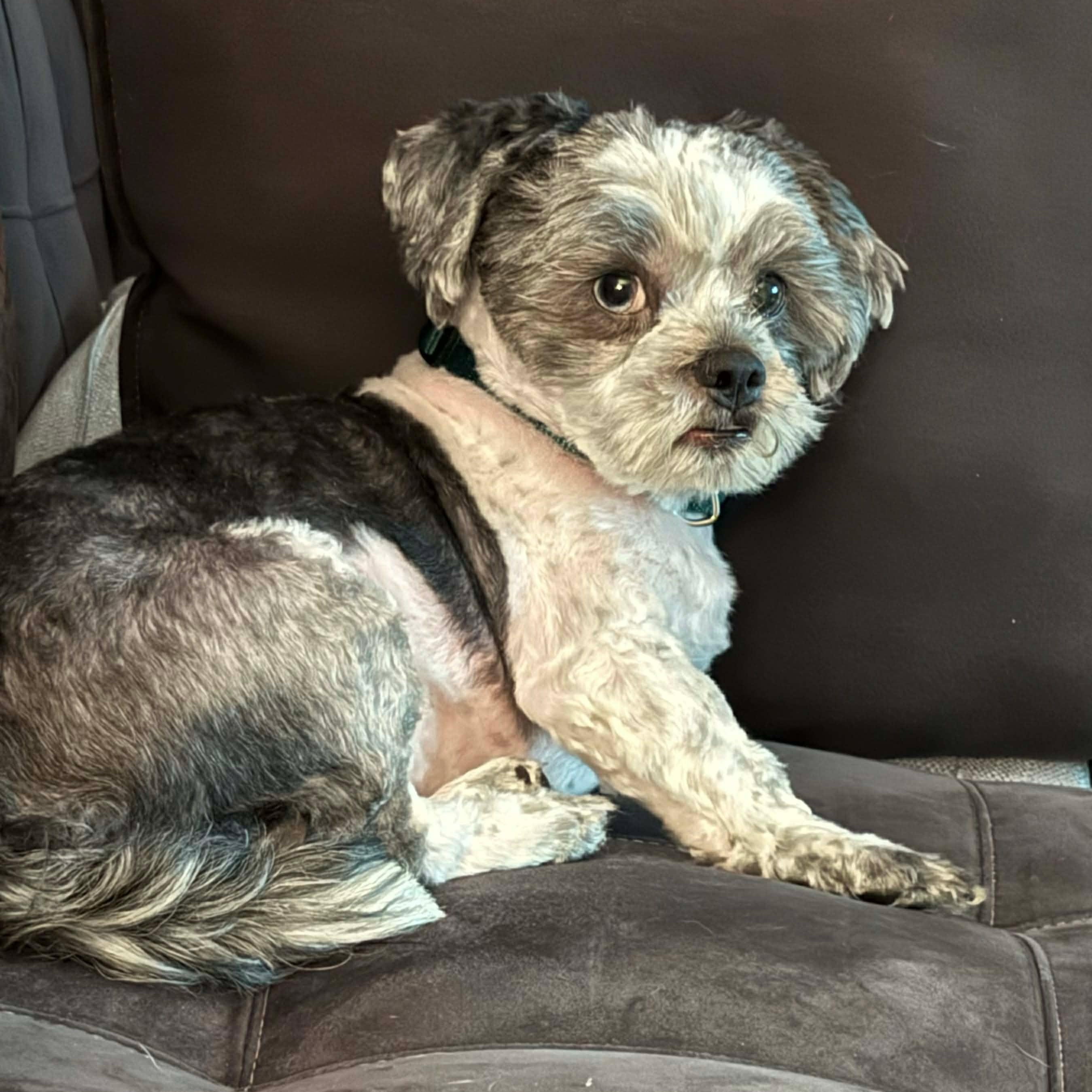 Enlarge Skye, a ADOPTABLE Shih Tzu in West Haven, CT image 5/5