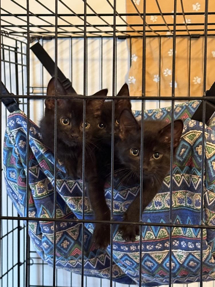 Levon, Adoptable, Kitten Male Domestic Short Hair.