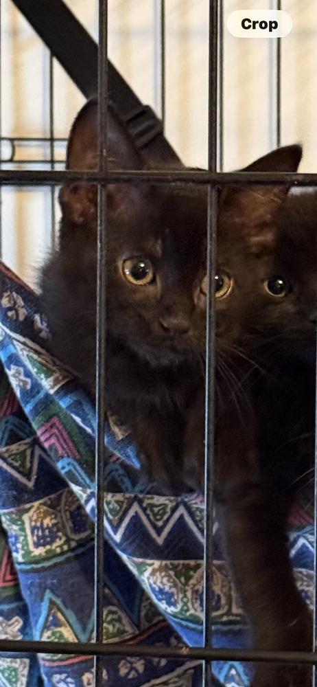 Levon, a Adoptable Domestic Short Hair image 2/4