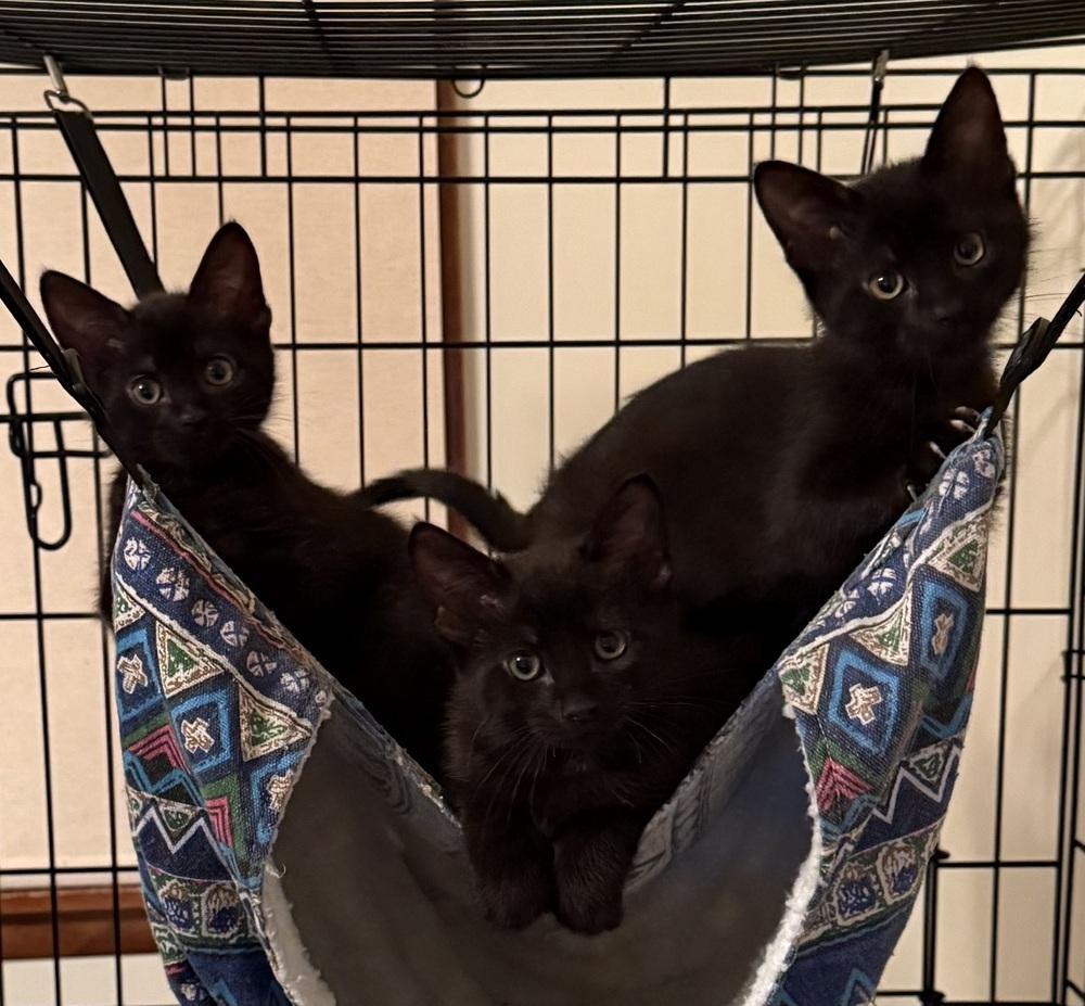 Levon, a Adoptable Domestic Short Hair image 3/4