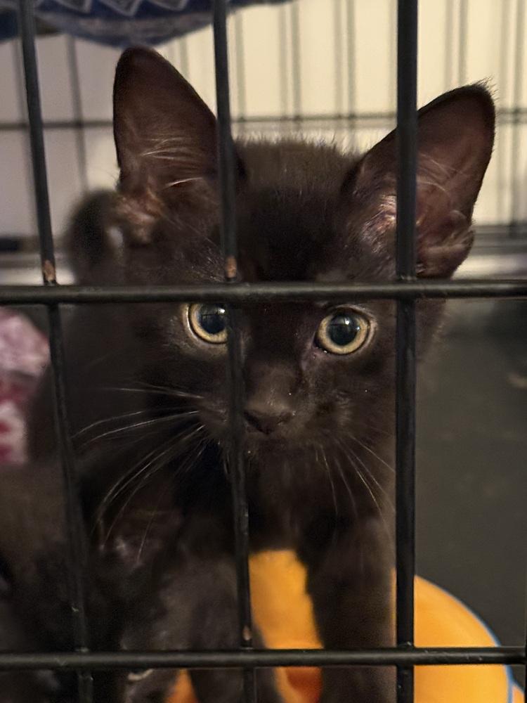 Levon, a Adoptable Domestic Short Hair image 4/4