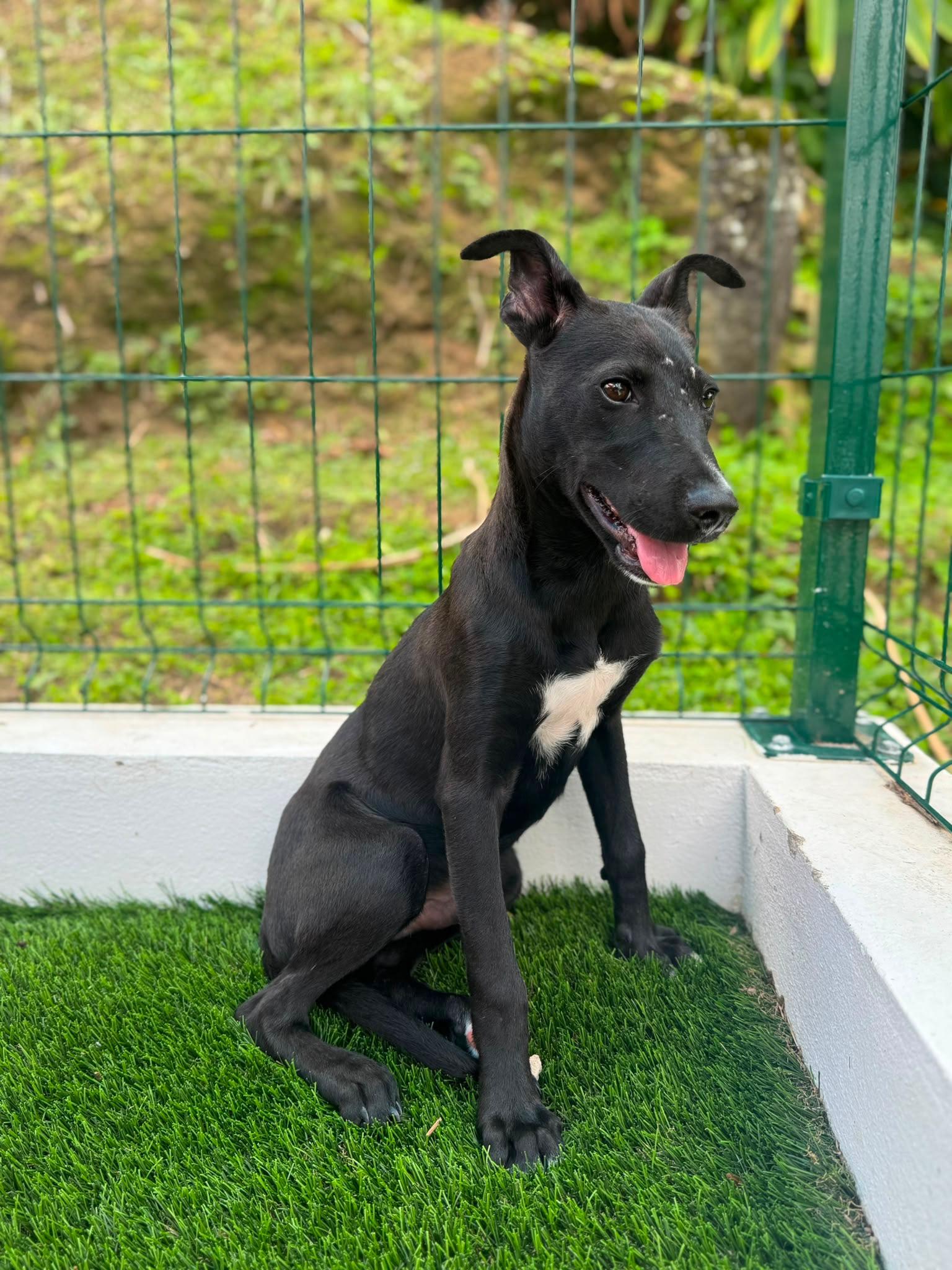 Enlarge Dante, a Adoptable Mixed Breed in Morristown, NJ image 5/5