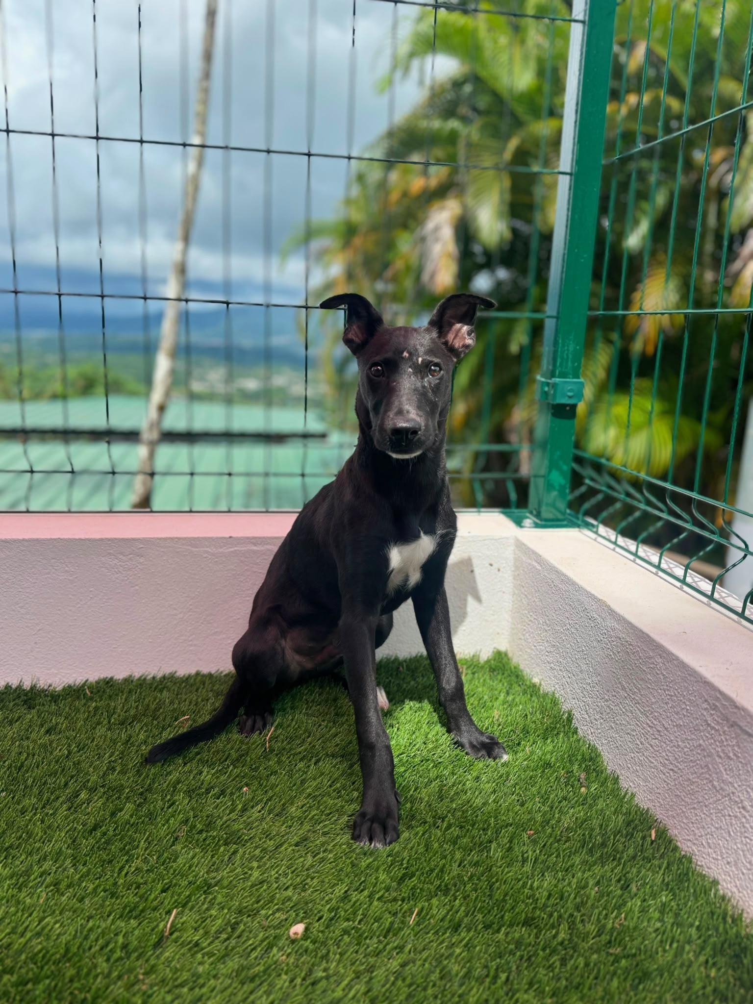 Enlarge Dante, a Adoptable Mixed Breed in Morristown, NJ image 2/5