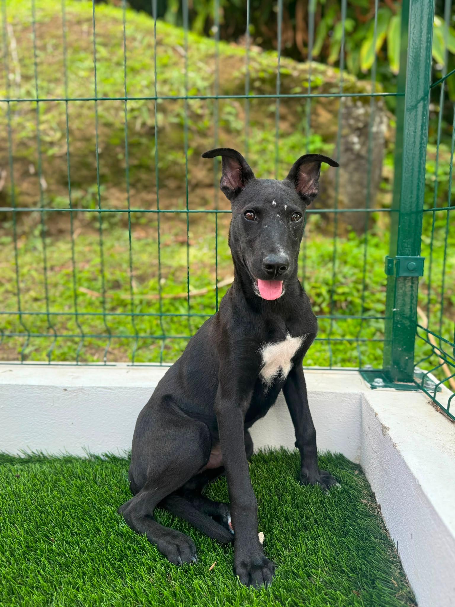 Enlarge Dante, a Adoptable Mixed Breed in Morristown, NJ image 1/5