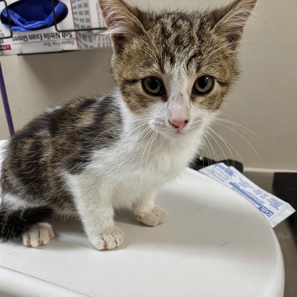 Comet, Adoptable, Kitten Male Domestic Short Hair.