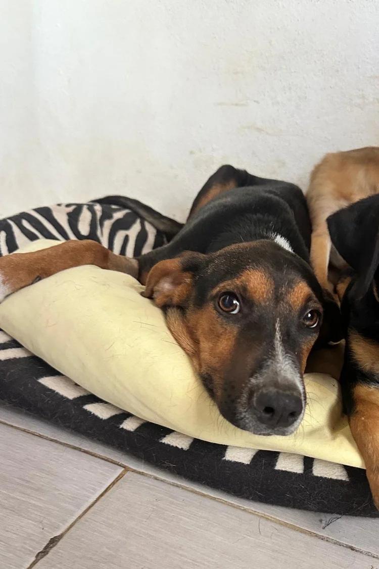 Saint — thumbnail 2