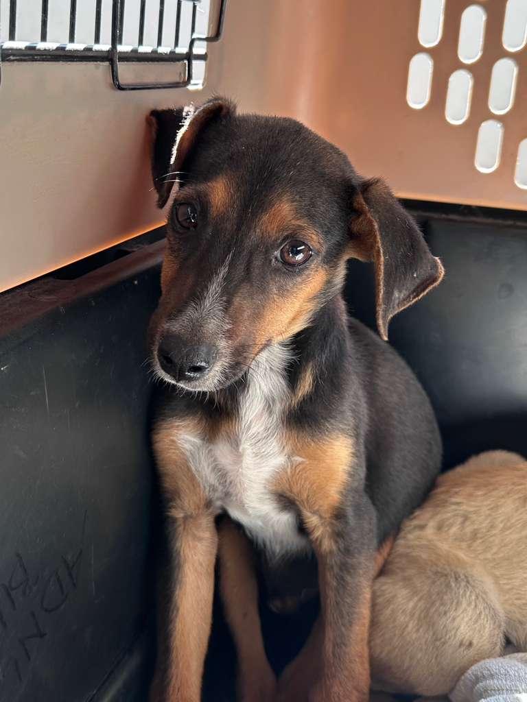 Saint — thumbnail 6