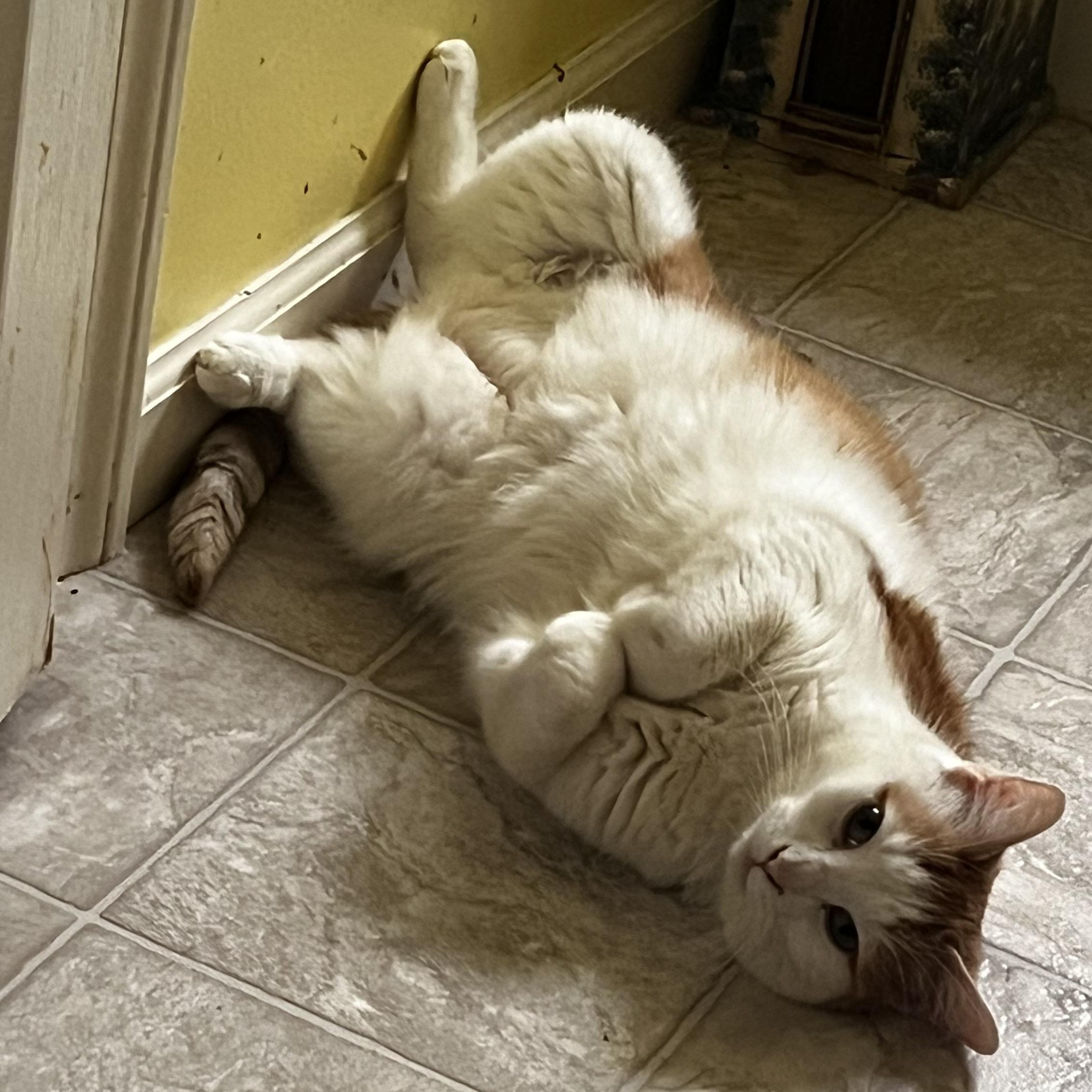 Enlarge Chase, a Adoptable Domestic Short Hair in Kirklin, IN image 5/5