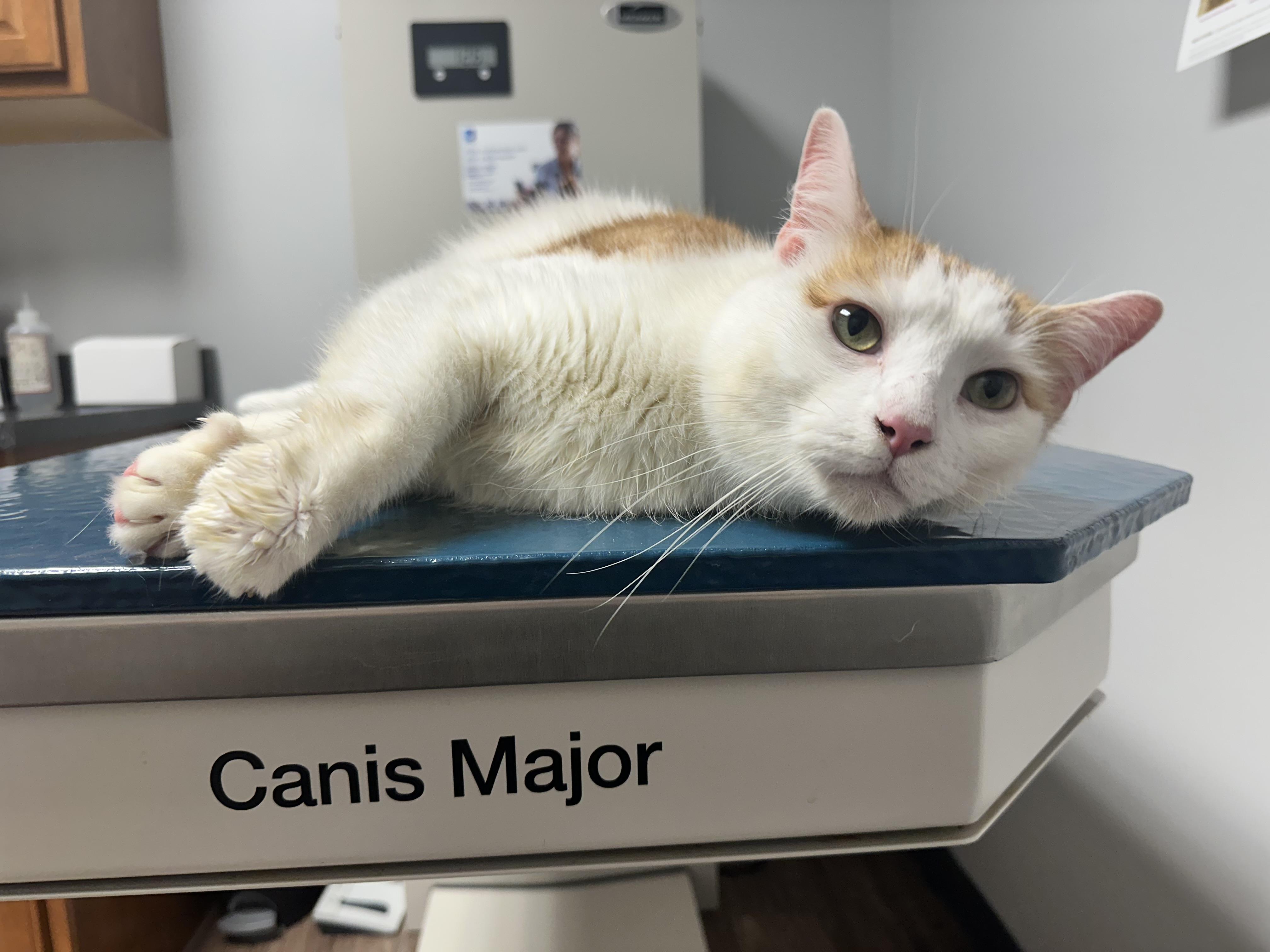 Enlarge Chase, a Adoptable Domestic Short Hair in Kirklin, IN image 2/5