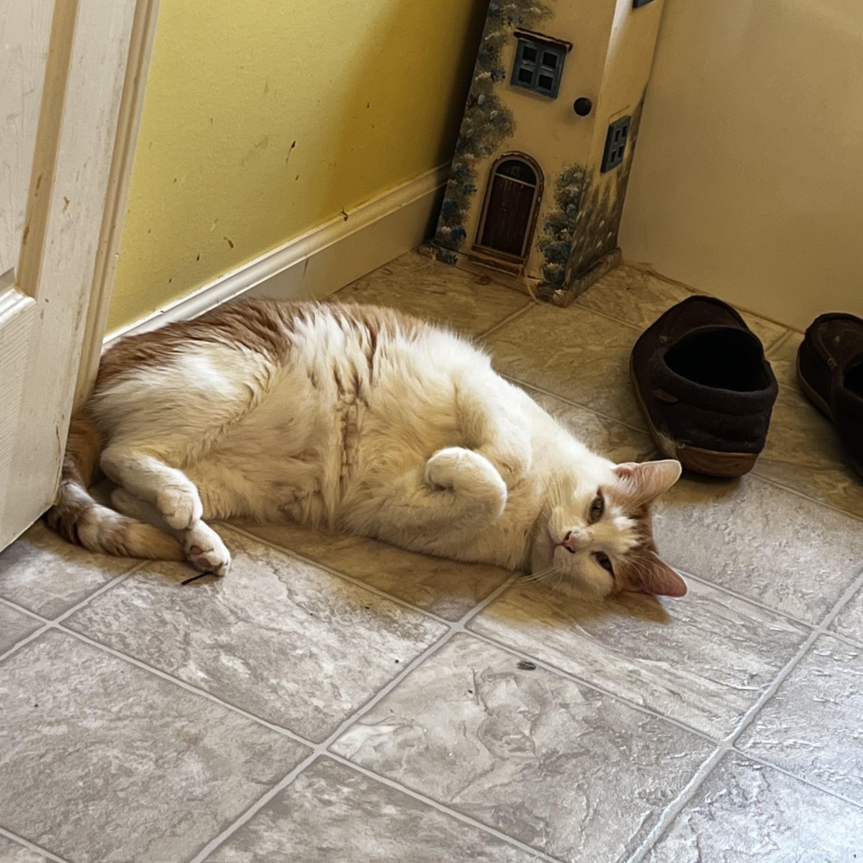 Enlarge Chase, a Adoptable Domestic Short Hair in Kirklin, IN image 3/5