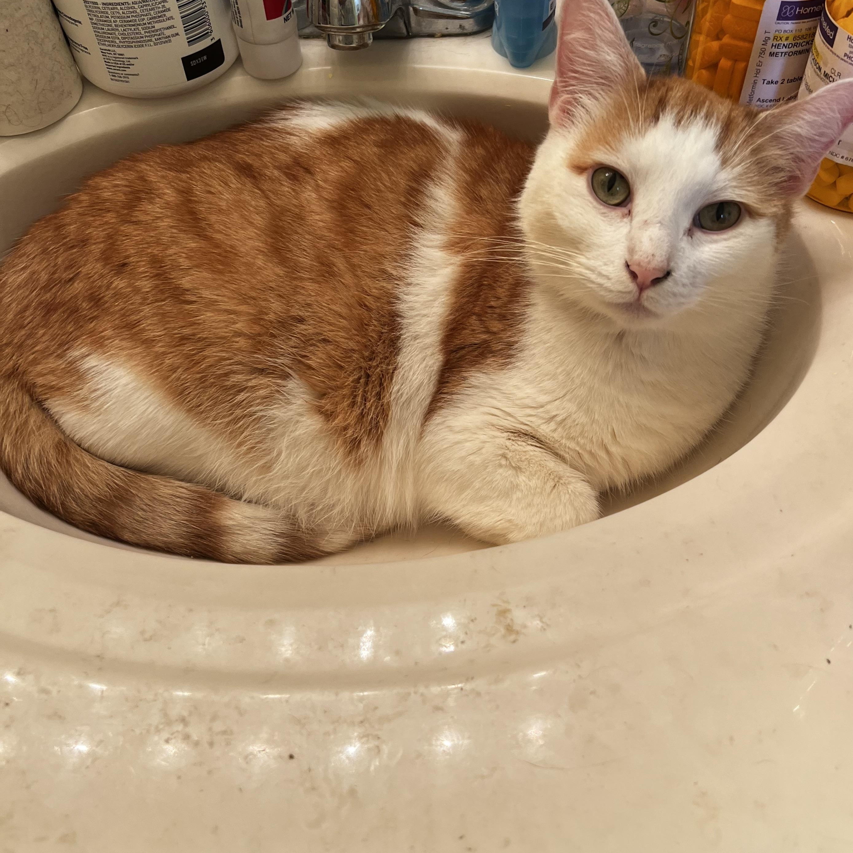 Chase, Adoptable, Adult Male Domestic Short Hair.