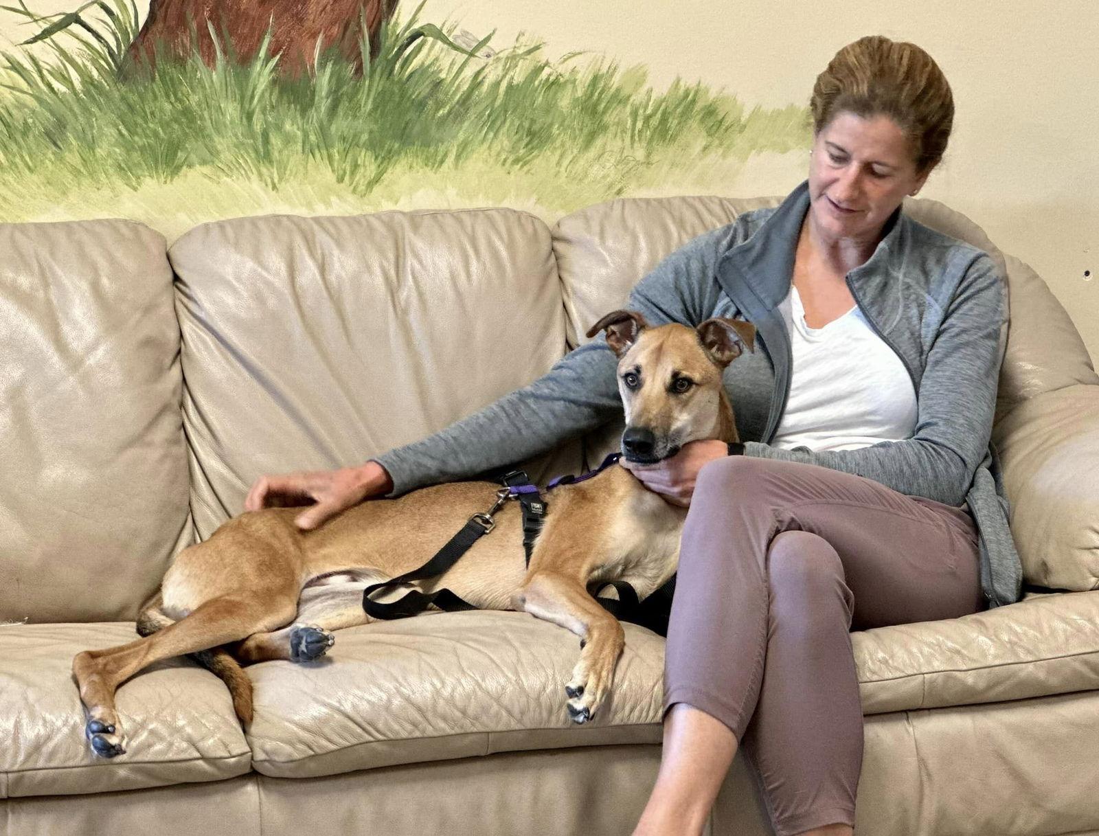 Enlarge Clover, a Adoptable Greyhound in Woodinville, WA image 2/3