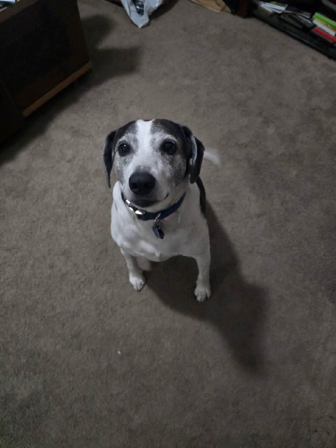 Skeeter, Adoptable, Adult Male Beagle.