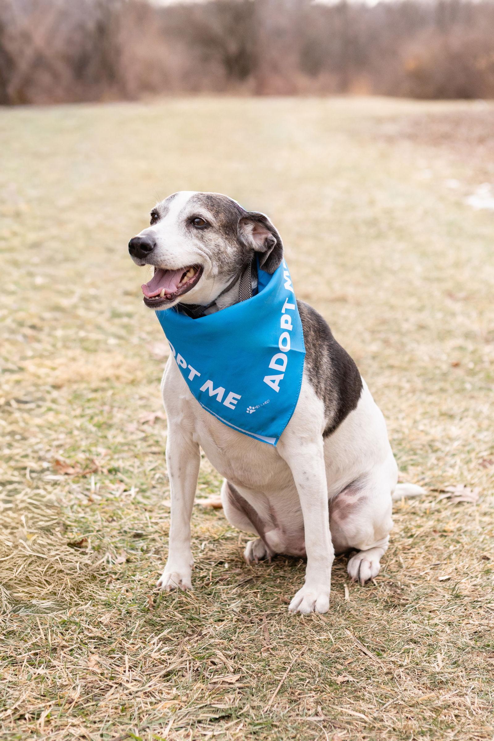 Enlarge Skeeter, a Adoptable Beagle in Crete, IL image 2/3